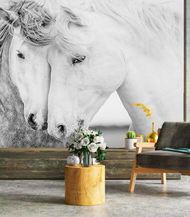 Two Beautiful White Horses Wallpapers-1