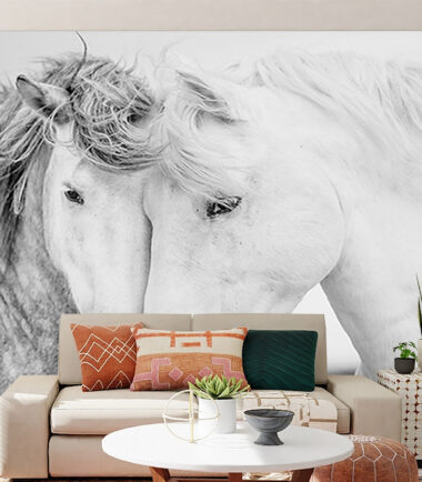 Two Beautiful White Horses Wallpapers